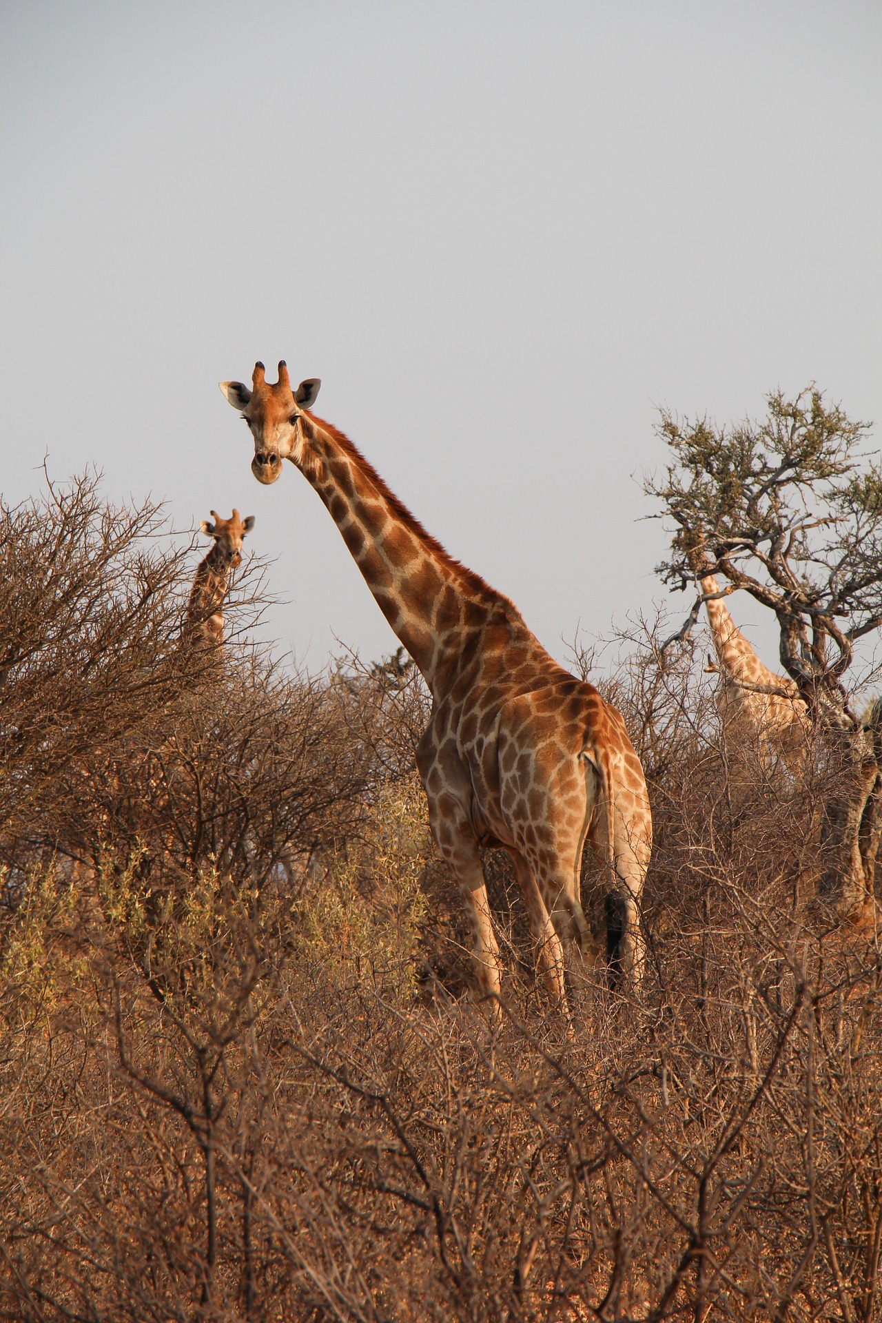 Namibia