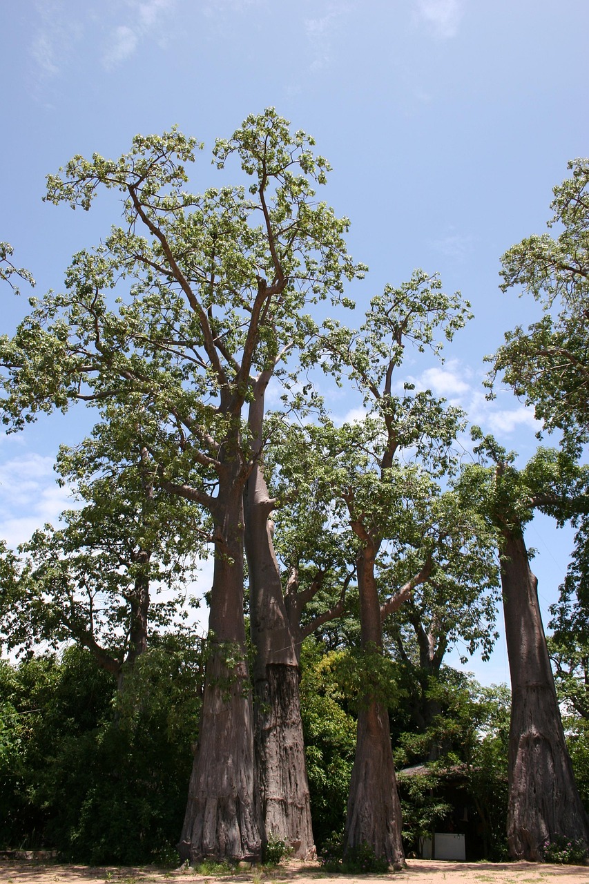Malawi